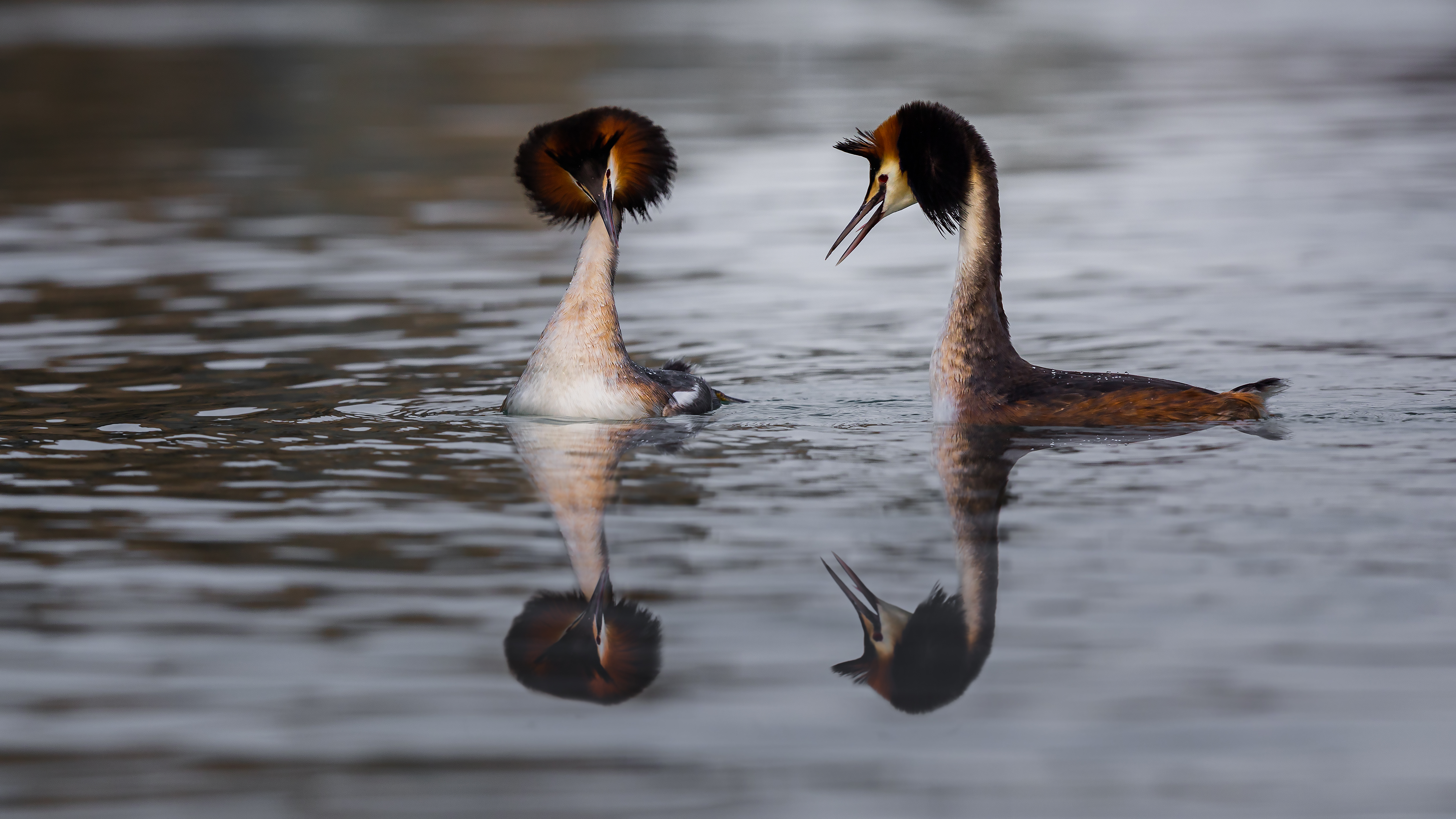 Grebe (3)